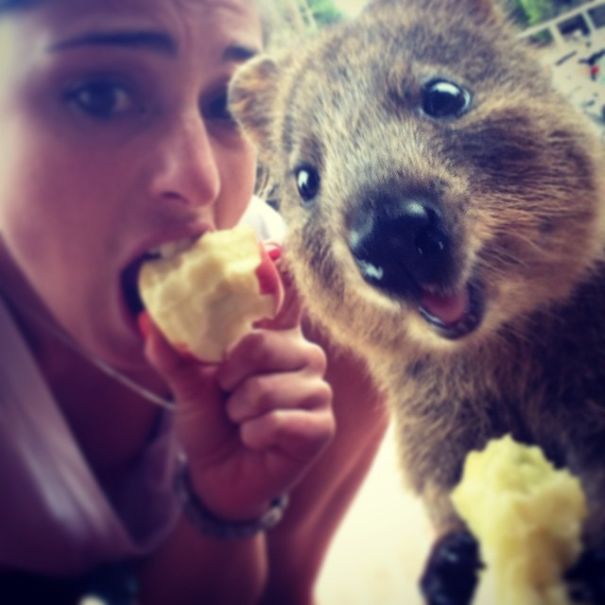 quokka-selfie-trend-cute-rodent-australia-18__605