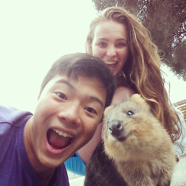 quokka-selfie-trend-cute-rodent-australia-21__605