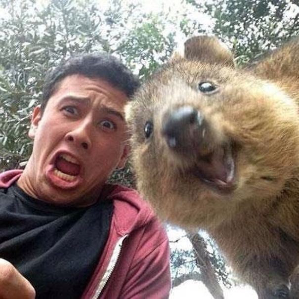quokka-selfie-trend-cute-rodent-australia-22__605